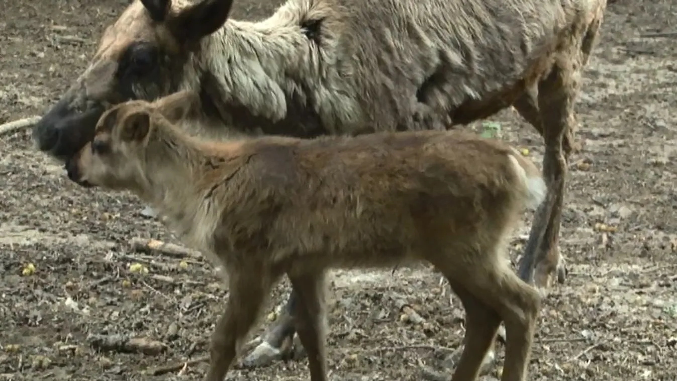 Már a felnőttek táplálékát kóstolgatja a miskolci rénszarvasborjú