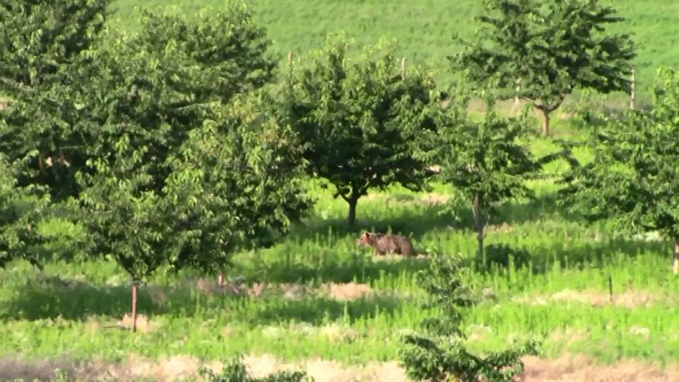 Ismét felbukkant egy medve