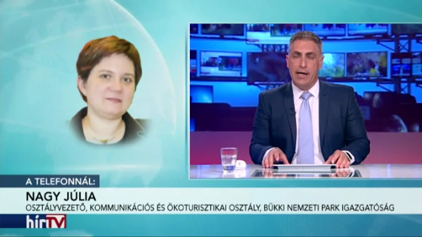 Miskolcon is megjelent egy medve