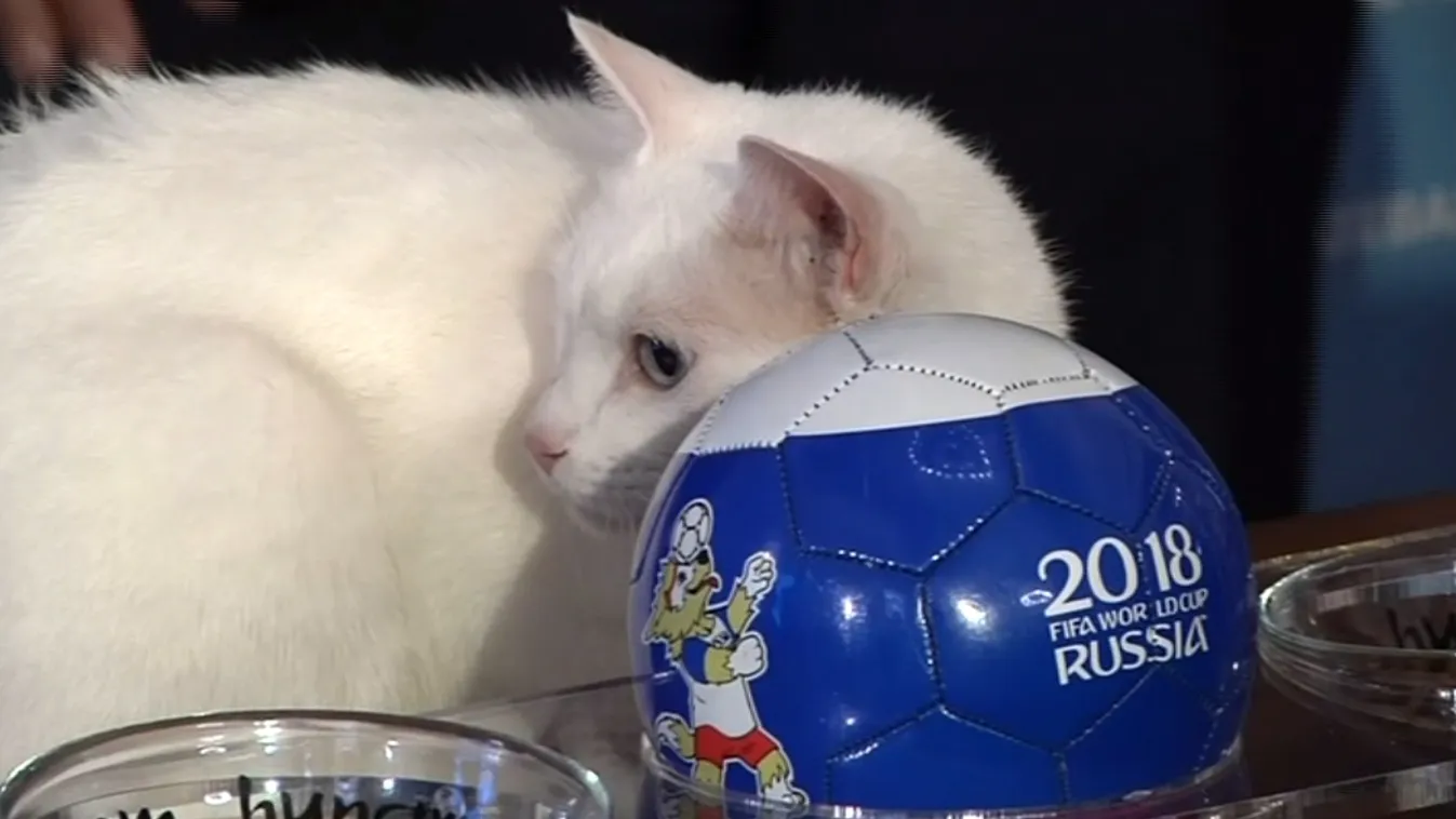 Zella és Nanook baromira nem értenek egyet, de majd a macska megmondja