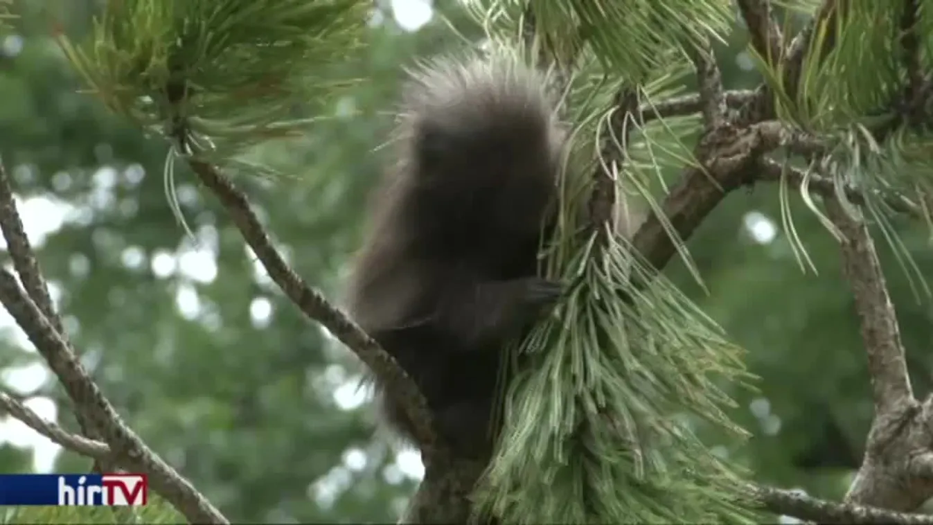 Virgonc egyre virgoncabb