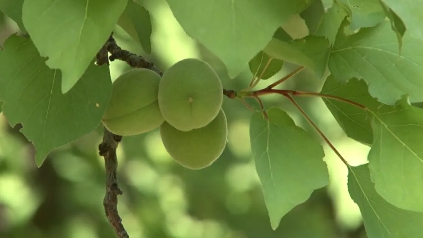 Összeérnek a gyümölcsök – Soroló