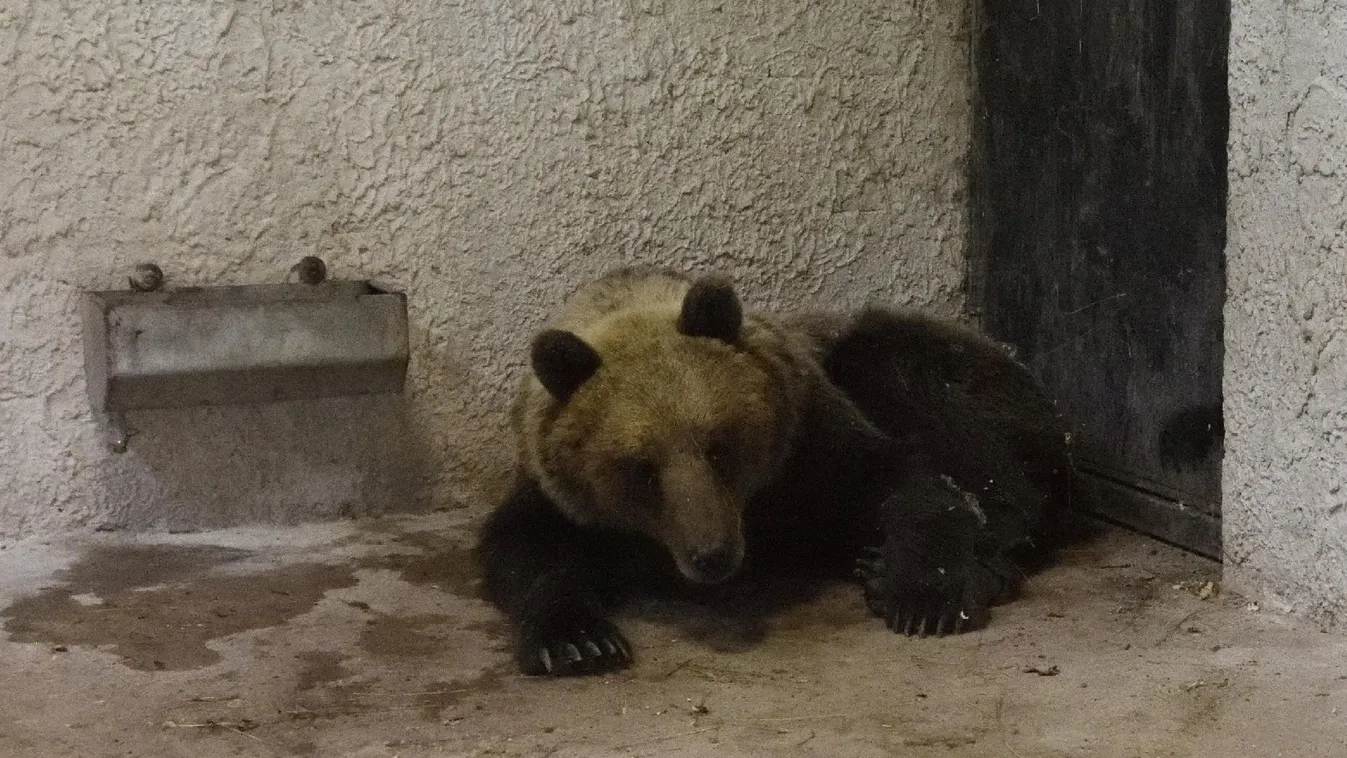 Meglepően szelíd Robi, a medve