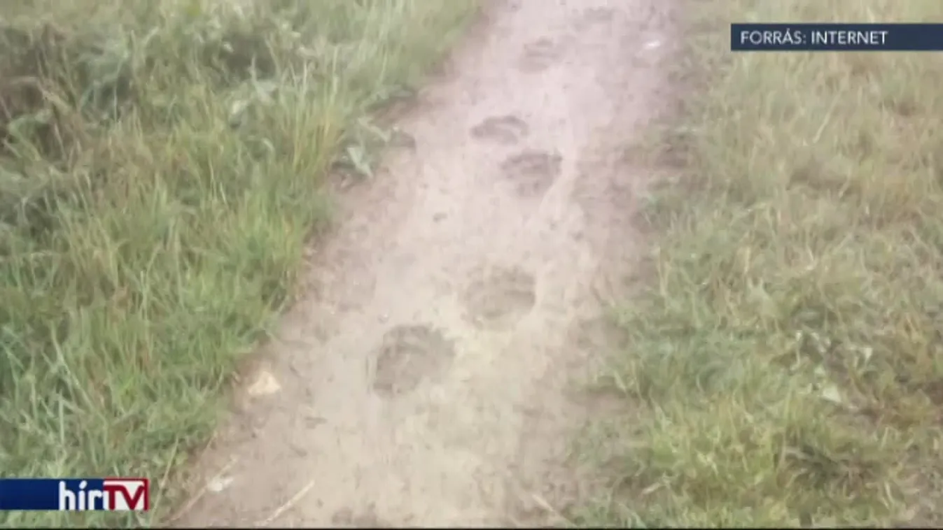 Több medve is kóborolhat Magyarországon