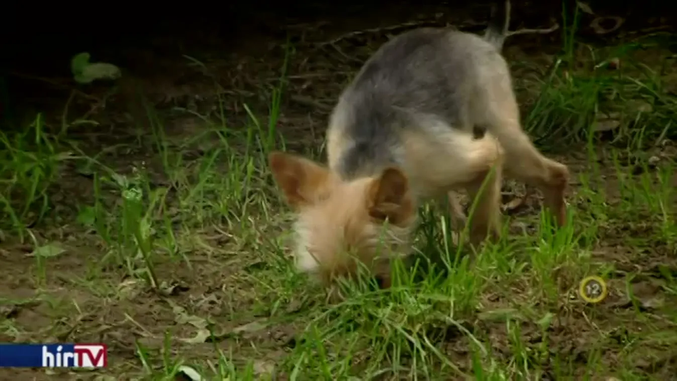 Riasztás -Milliárdos biznisz a zugszaporítás