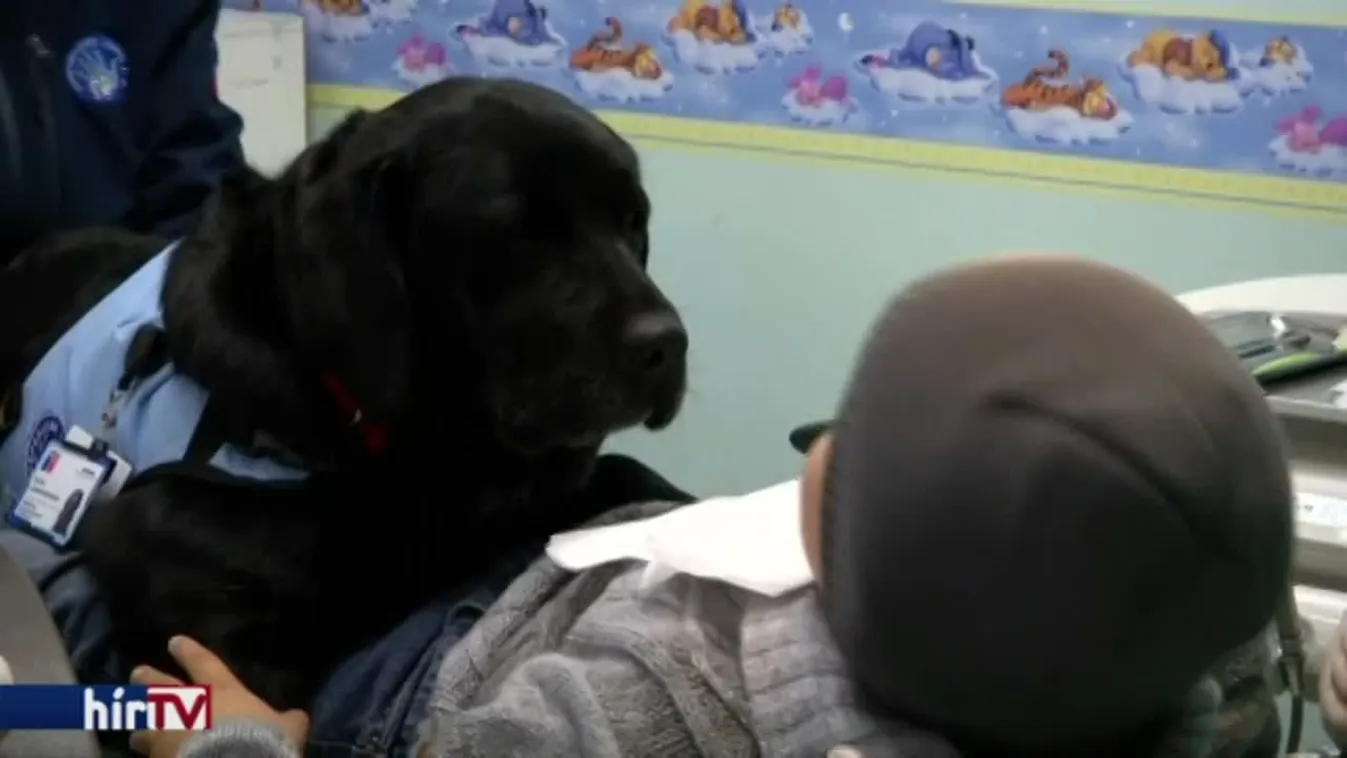 Felfedező - Nyugtató kutyák