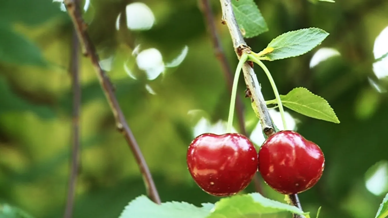 Szétesett az éppen csak megszületett összefogás – Soroló