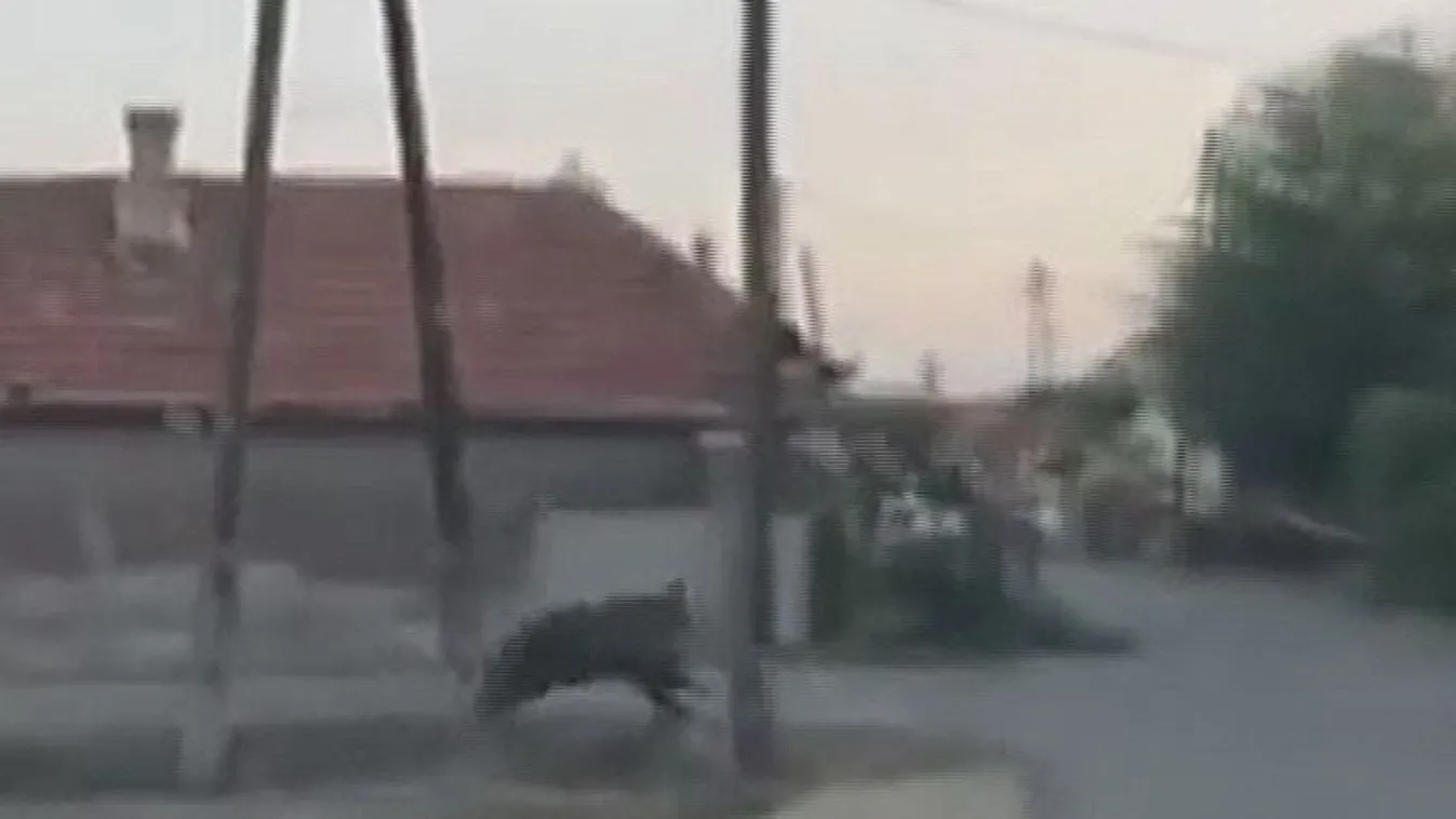 Megtalálták az abonyi medvét