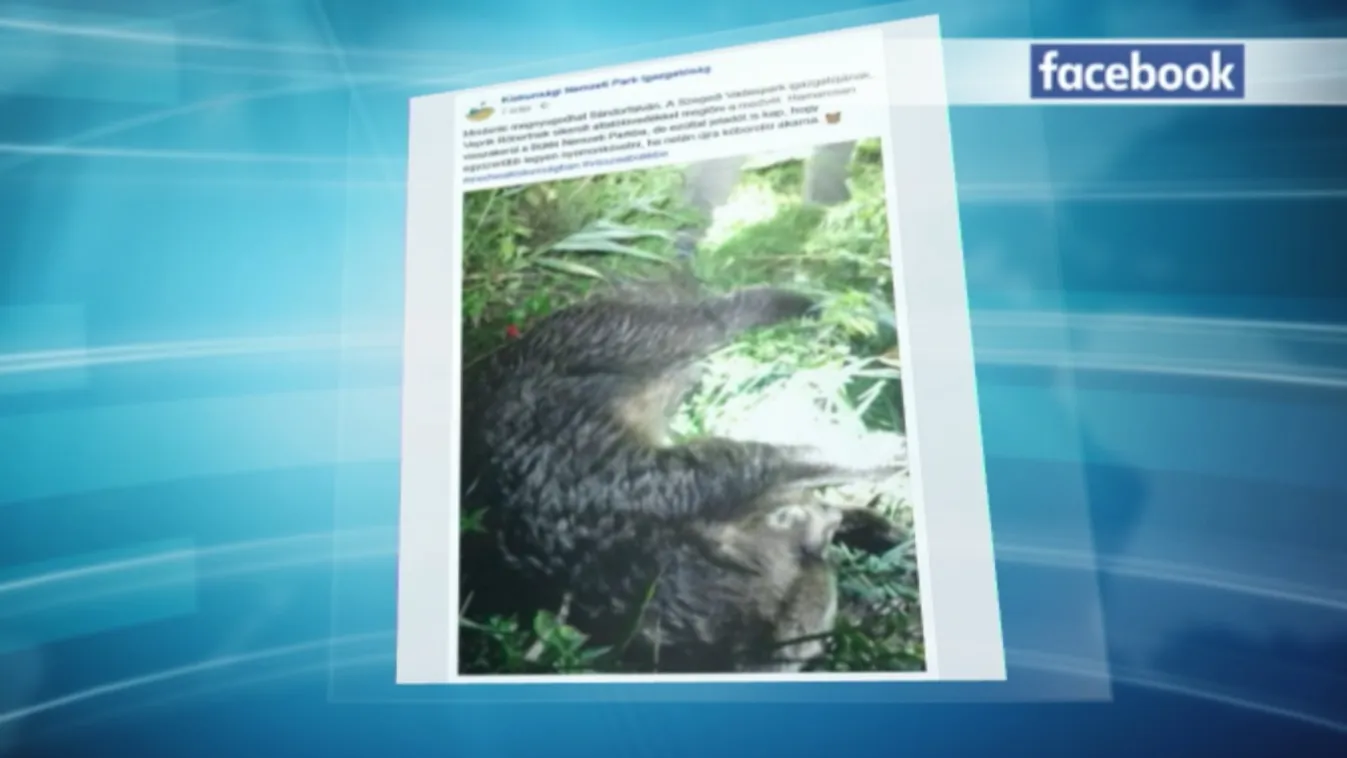 Elkábították a kóborló medvét Sándorfalván