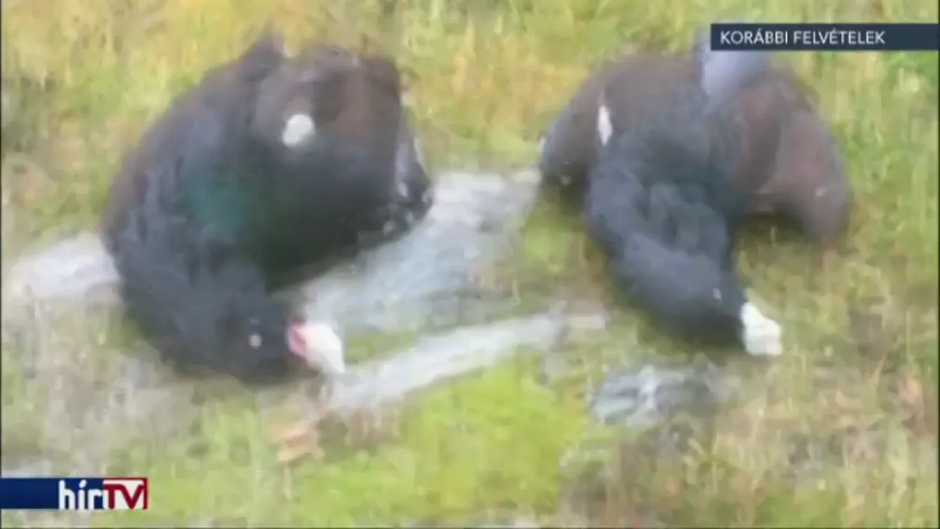 Bejegyzett cég állhatta Semjén vadászatát