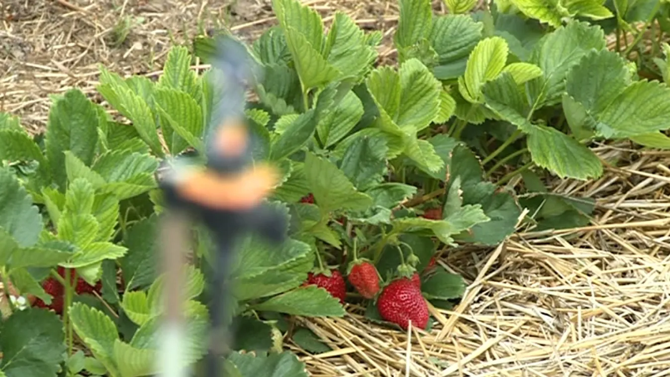 Az eperszezon gyorsmérlege