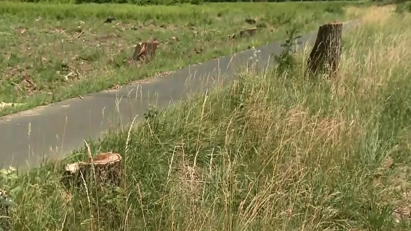 Kevesebb fakivágással építettek volna utat