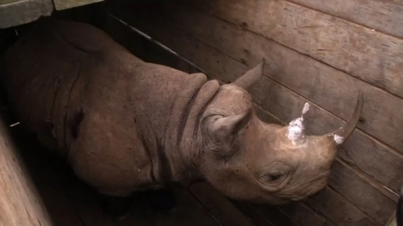 Nyolc fekete rinocérosz pusztult el, tévedésből sós vizet kaptak