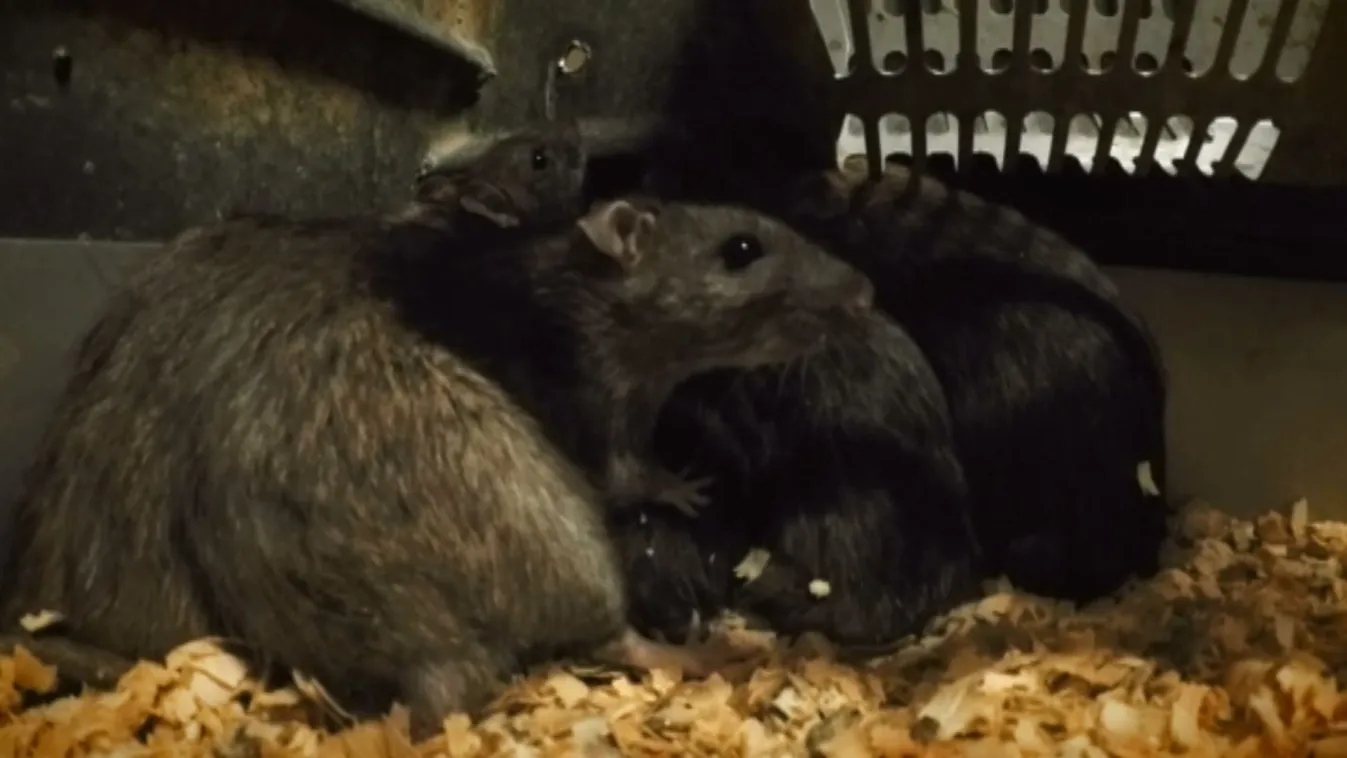 Egyre több panasz érkezik rágcsálók feltűnése miatt Budapesten