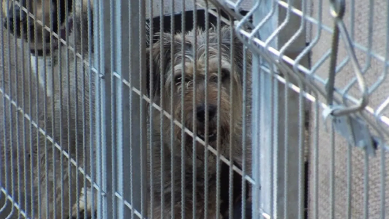 Svájci segítség a pécsi állatmenhelynek