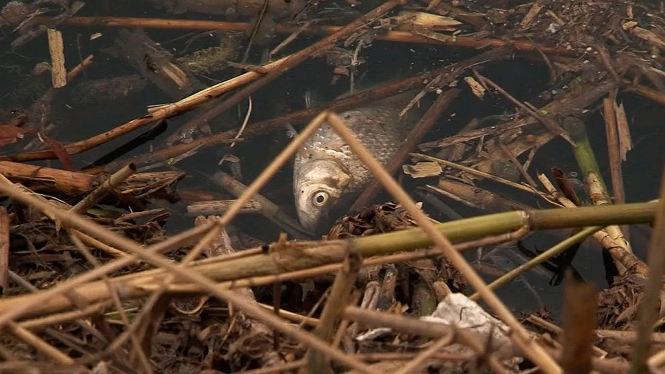 Ökológiai katasztrófa fenyegeti a magyarországi élővizek területét
