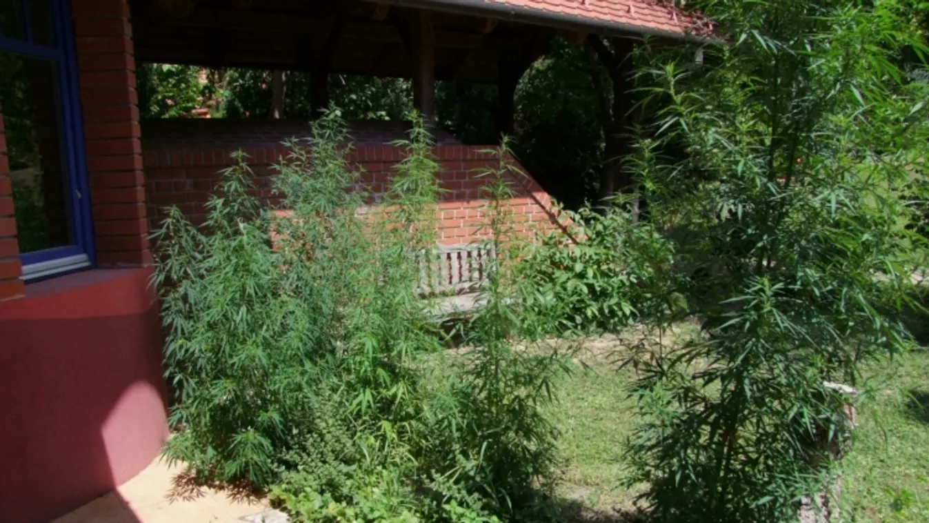 Sövényként nevelte a vadkendert