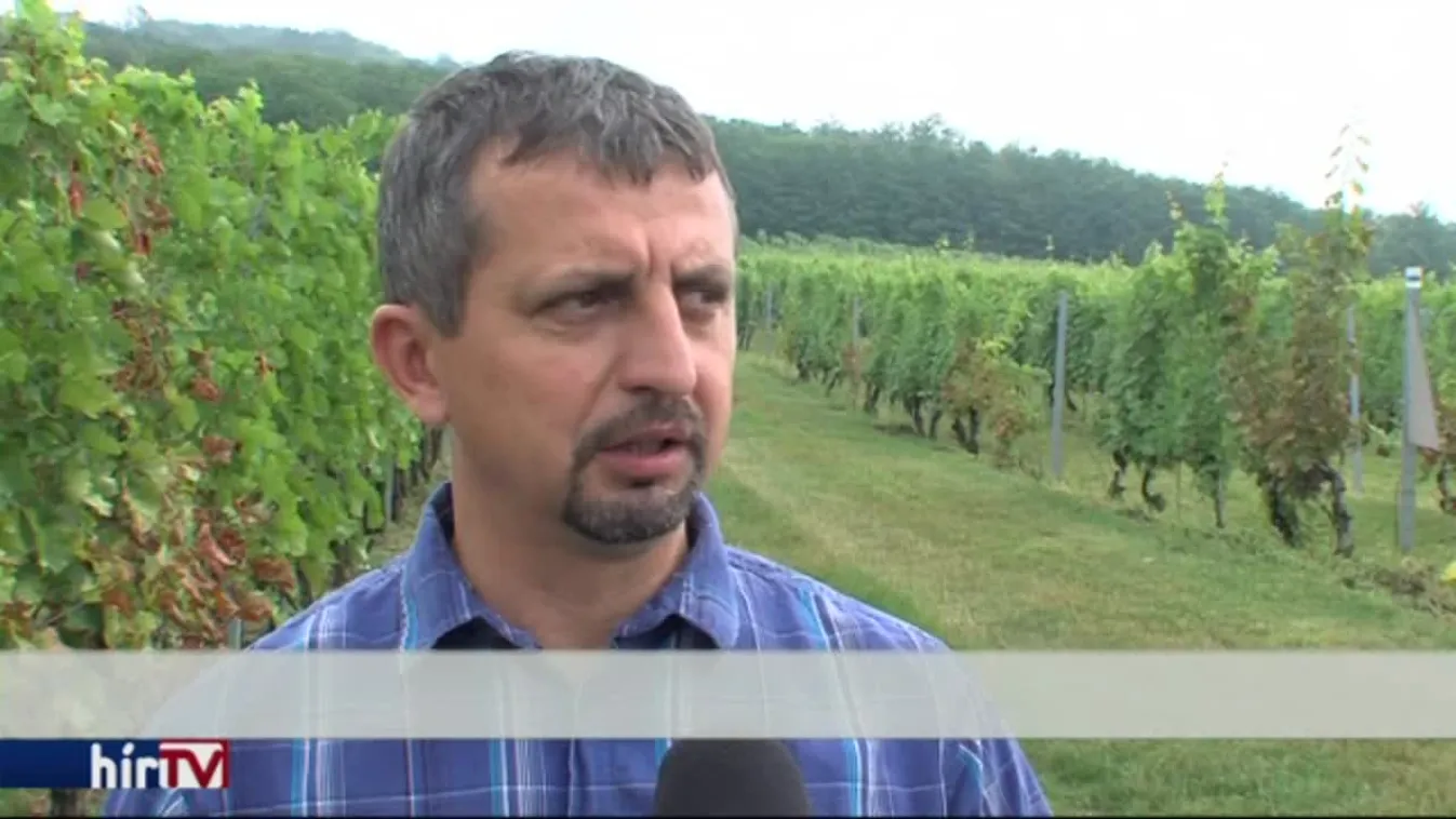 Jelentősen korábban kezdődhet a szüret