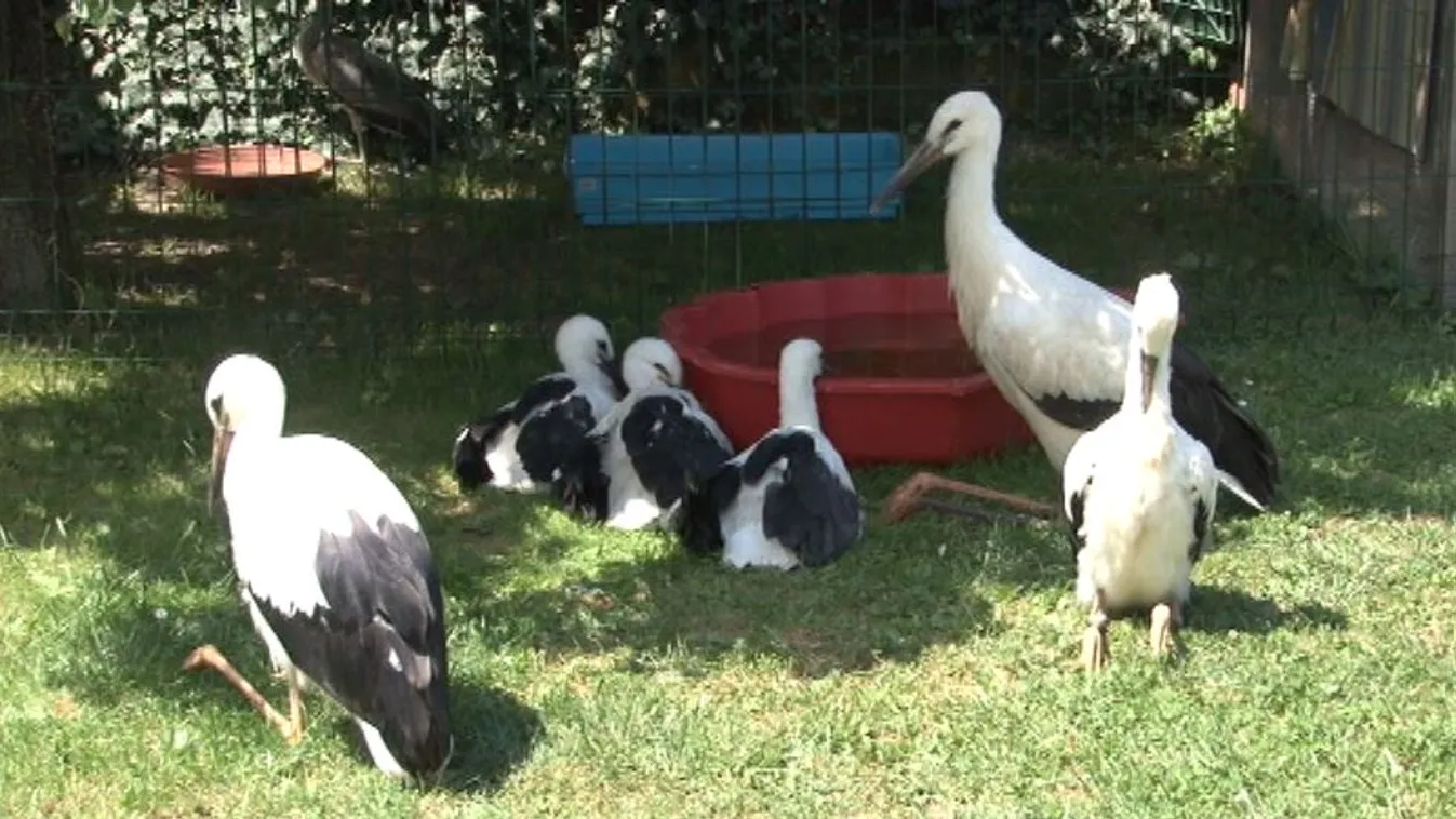 Rengeteg madarat mentenek meg, mégsem kapnak elegendő segítséget