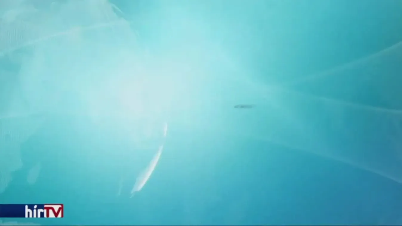 Megnevezte új edzőjét Hosszú Katinka