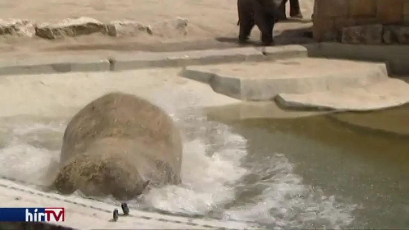 Már hűtik az Állatkert lakóit a kánikula miatt