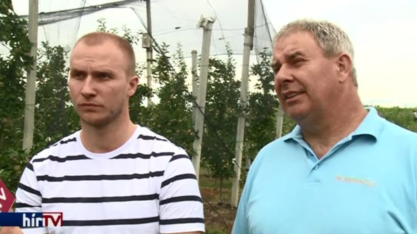 Egy almaültetvény, ahol minden a praktikum