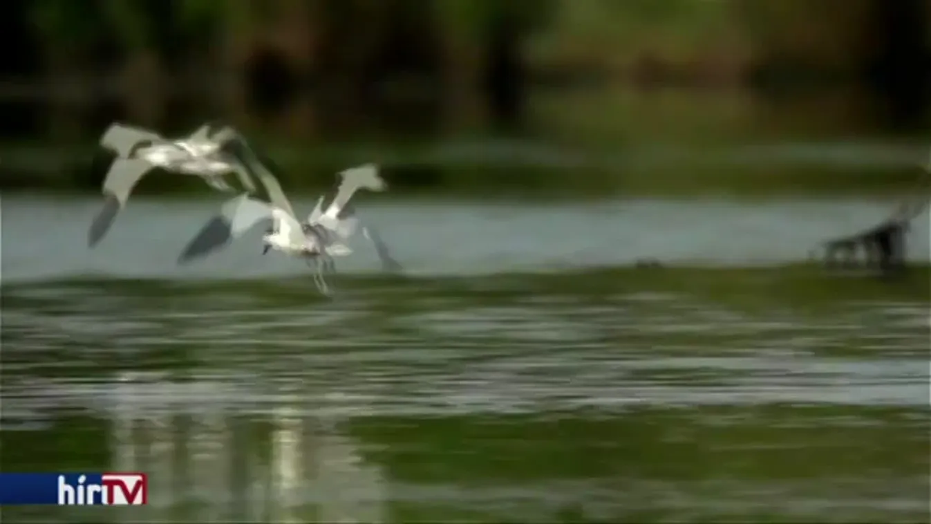 A gólyatöcs 2019-ben az év madara