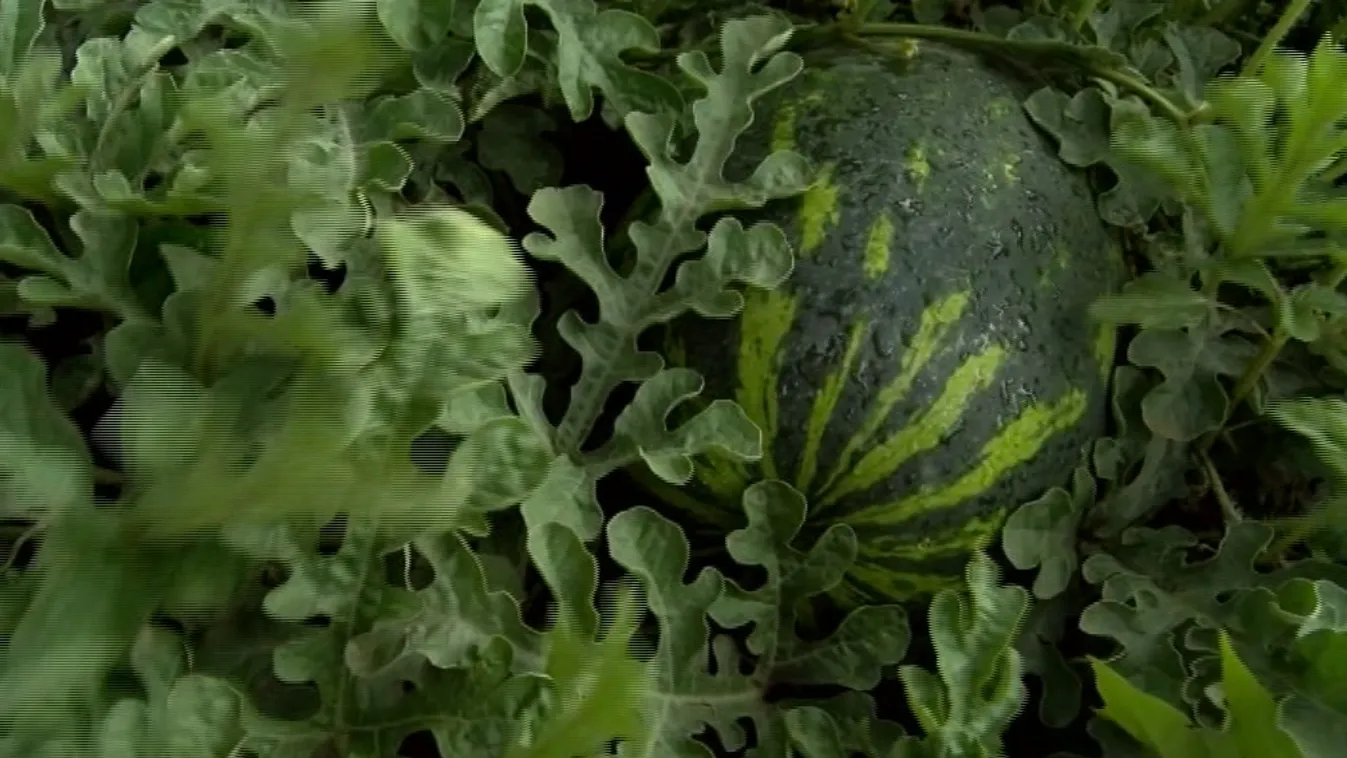 Nyögik a szeszélyes időt a termelők
