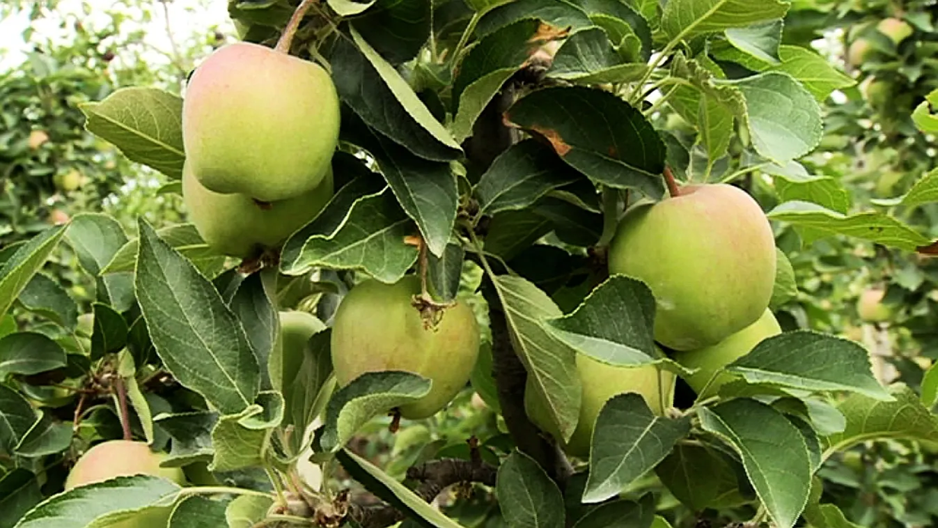 Egy almaültetvény, ahol minden a praktikum – Soroló
