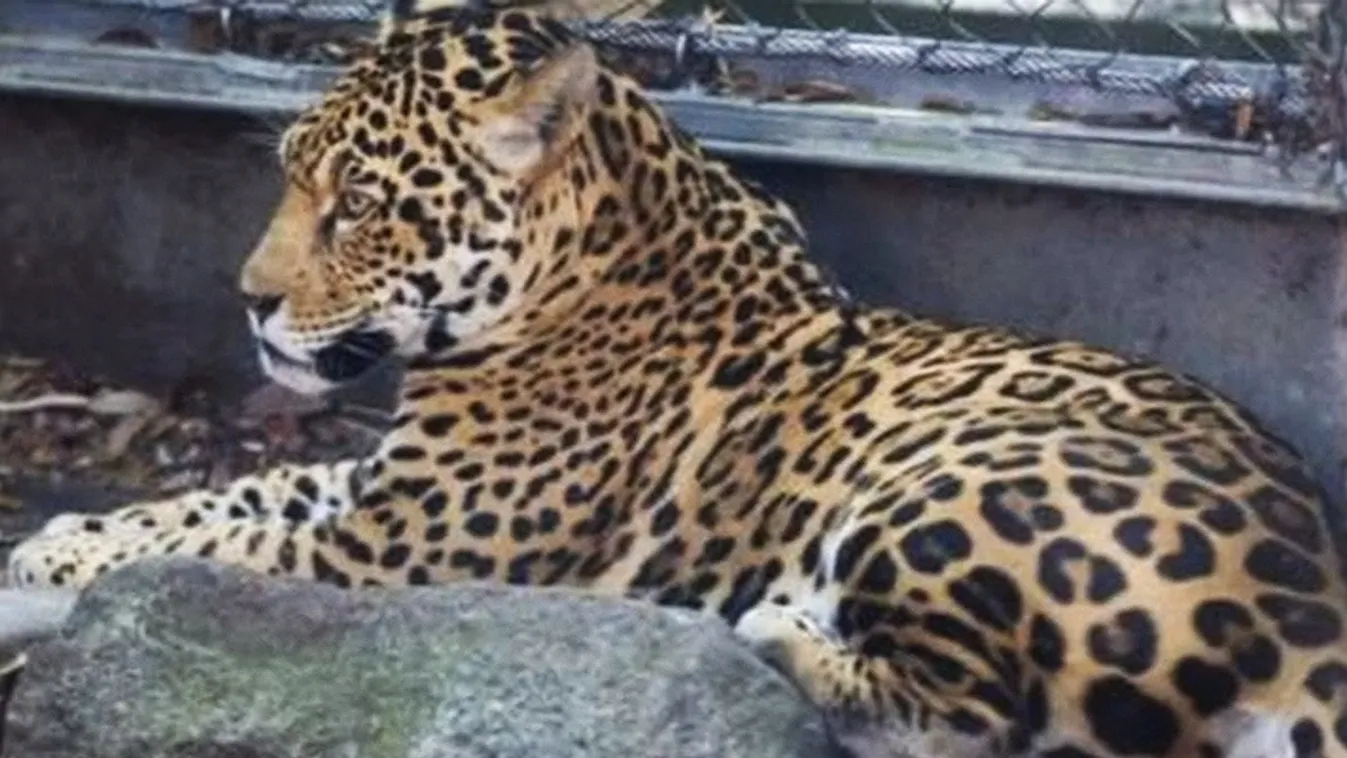 Kitört egy jaguár, és széttépte a többi állatot