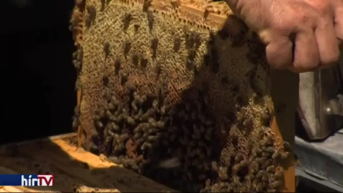 Tömeges méhpusztulás sújtotta az ágazatot