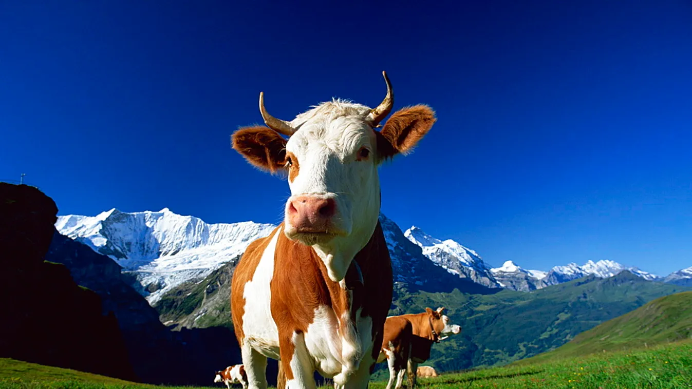 A hadsereg szállítja a vizet az alpesi teheneknek