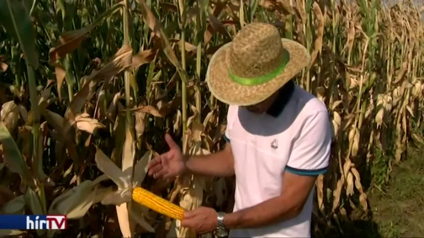 Több helyen is megégett a kukorica a Dél-Alföldön