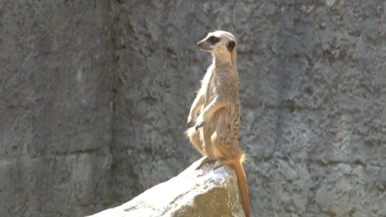 Alig két hete jöttek a felszínre, de már mindenki imádja őket