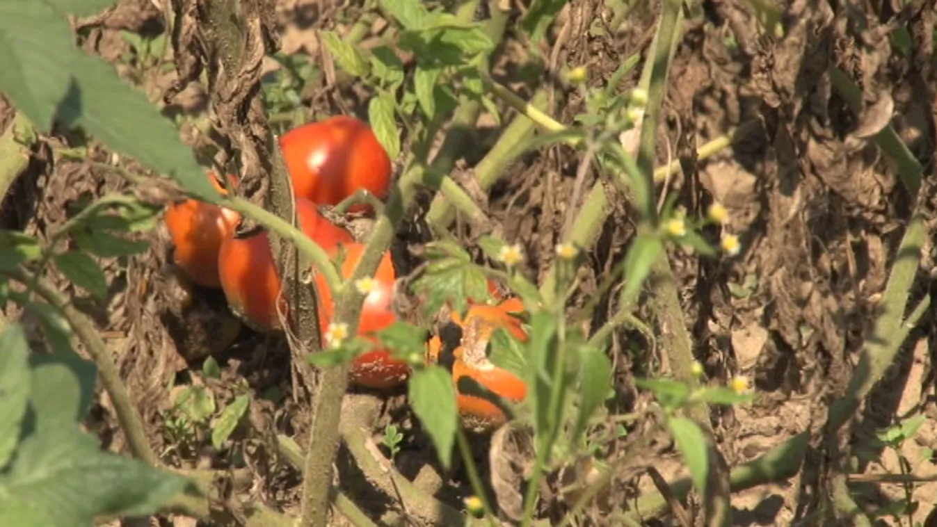 Vészesen terjed a paradicsomvész