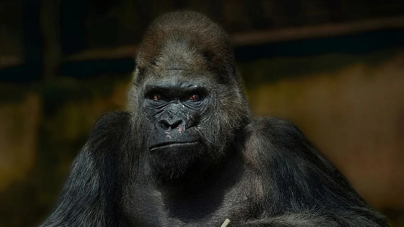 Napok óta nem mozdult Fritz, elaltatták