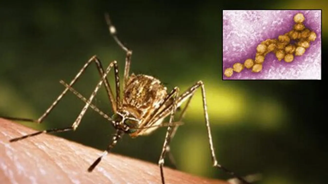 A szúnyogok megcsípik a hazánkba repülő madarakat – így terjed a vírus