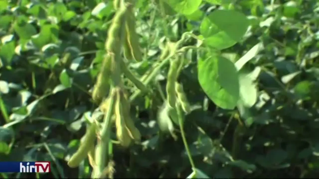 Jónak ígérkezik idén a szójatermés