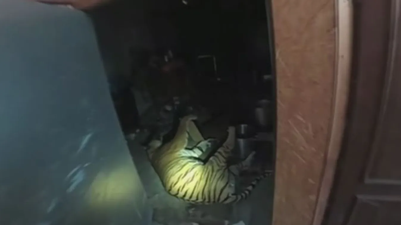 Többé nem kereskedhet tigrisekkel a bűnszervezet