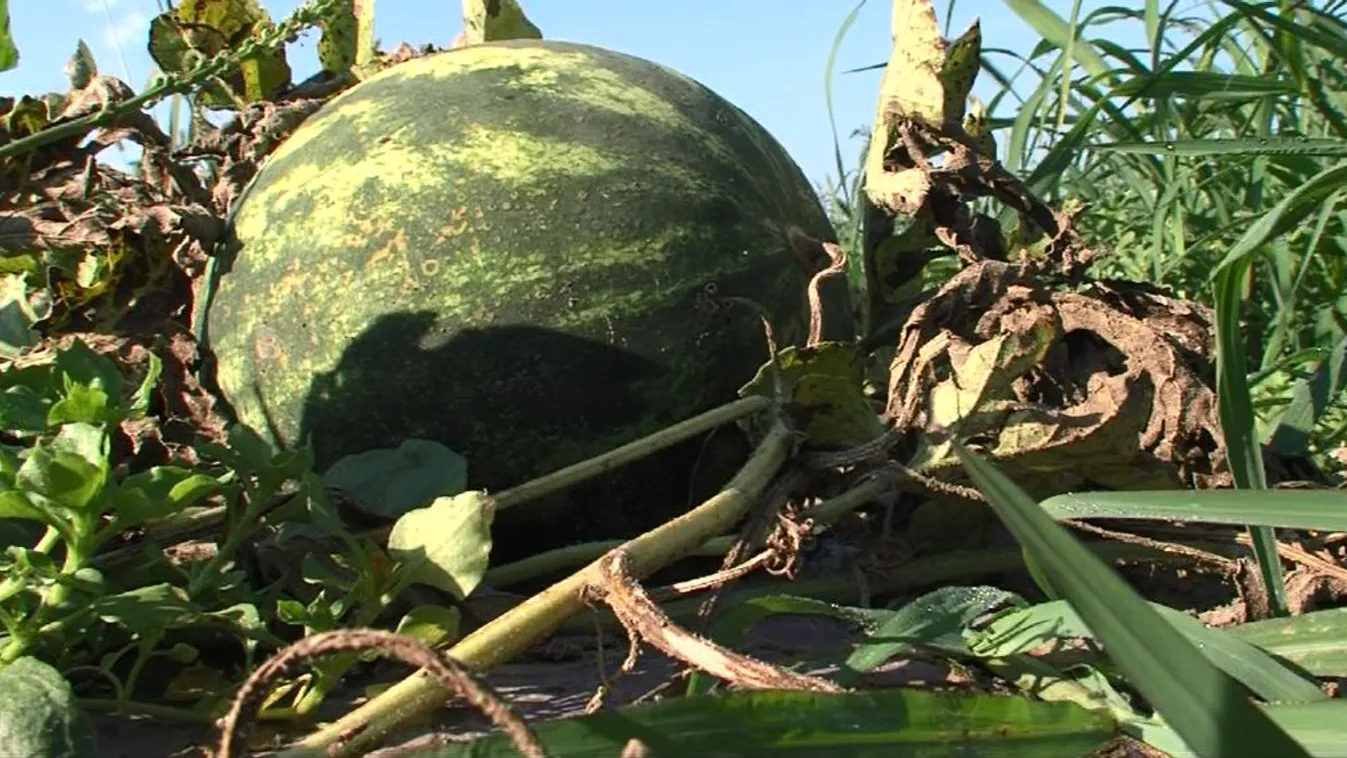 Hamarabb érett a dinnye, befejeződött a szüret