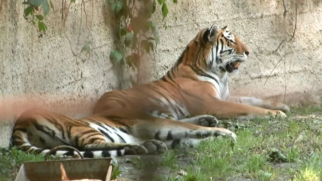 Kulisszatitkokat is megtudhatnak a Miskolci Állatkertbe látogatók