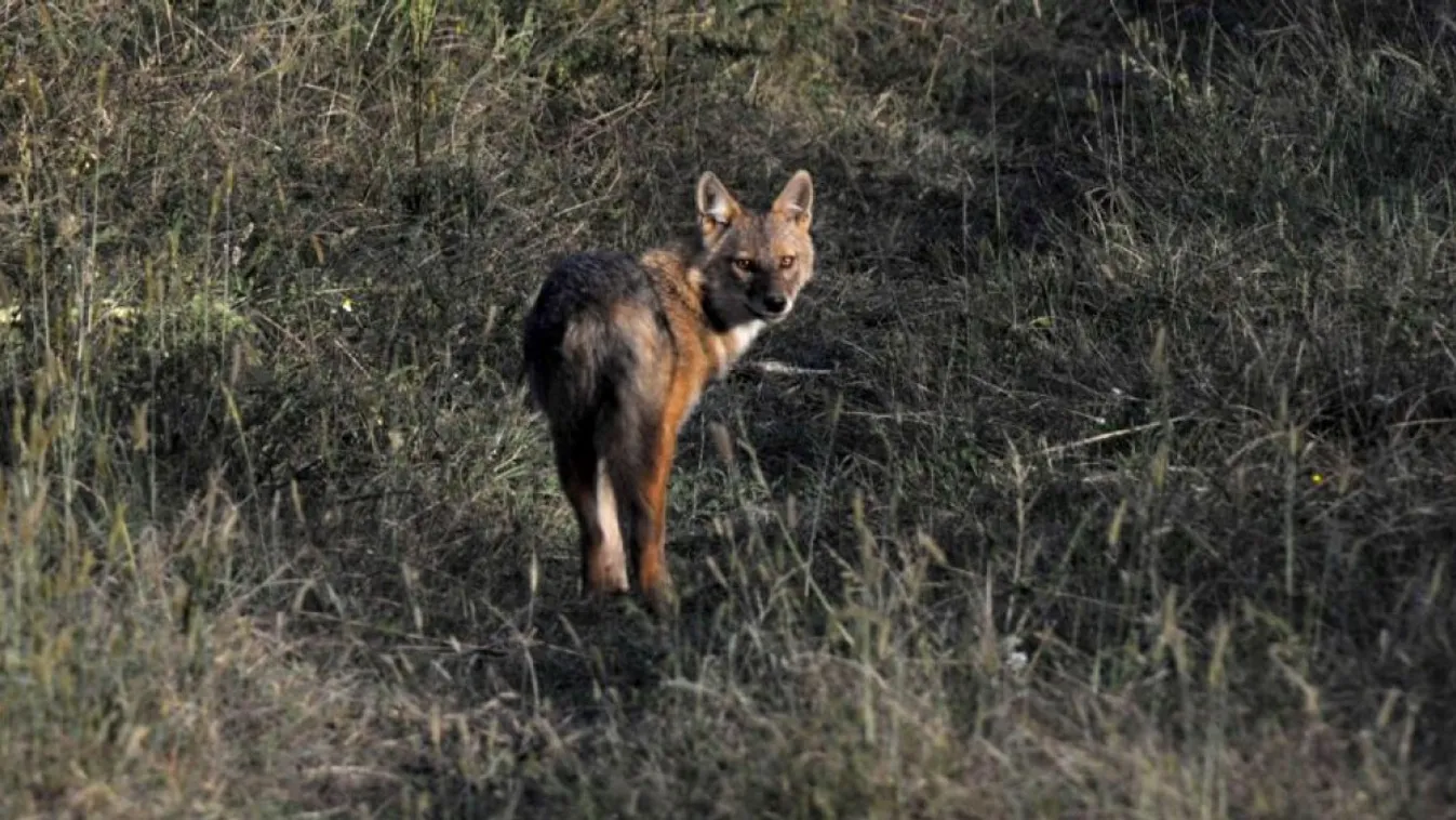 Új veszélyforrás – Soroló