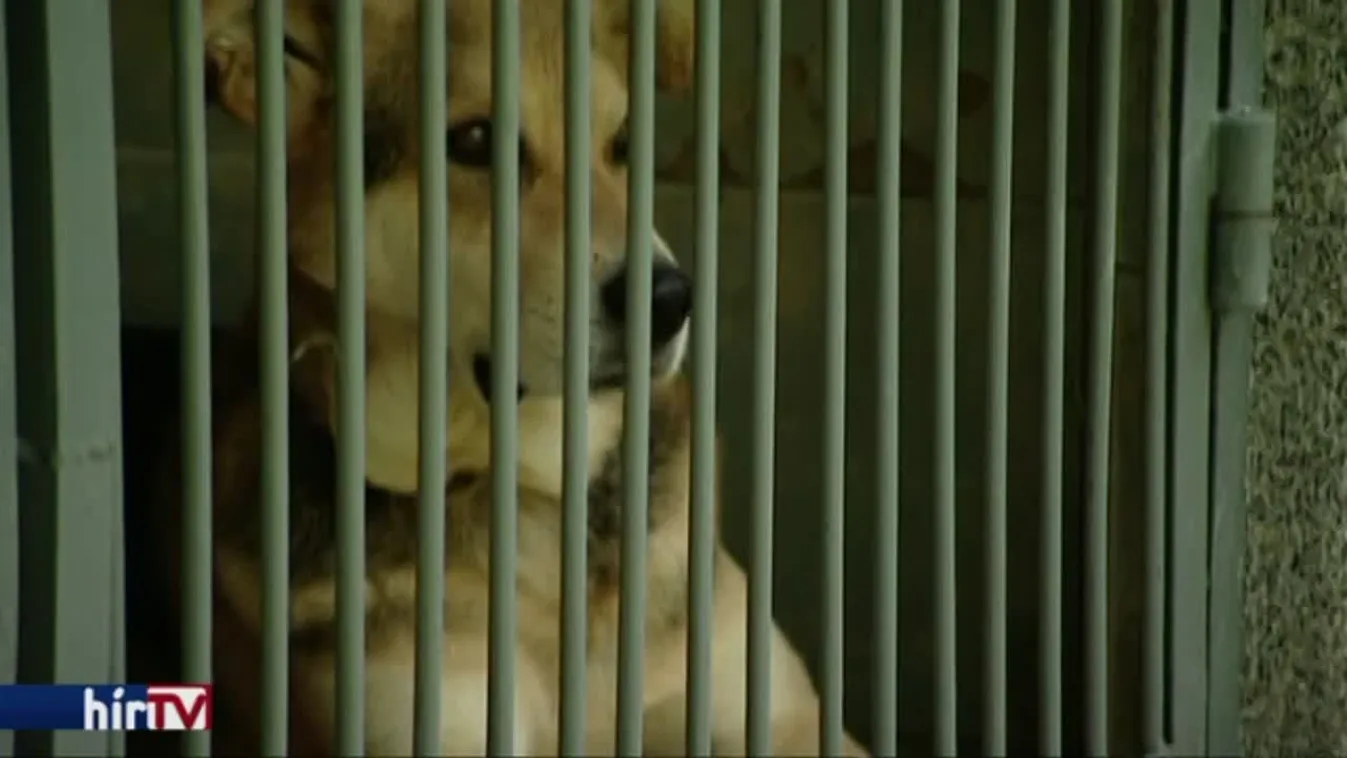 Nehezen viselik a nagy hőséget az állatok is