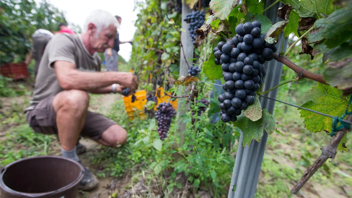 Jóval korábban kezdődött idén a szüret Tokaj-Hegyalján