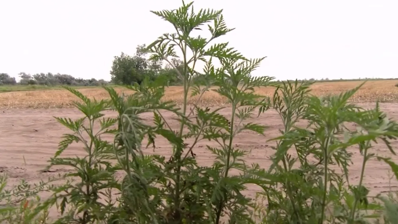 Nem kaphat EU-támogatást, akinek parlagfű van a földjén