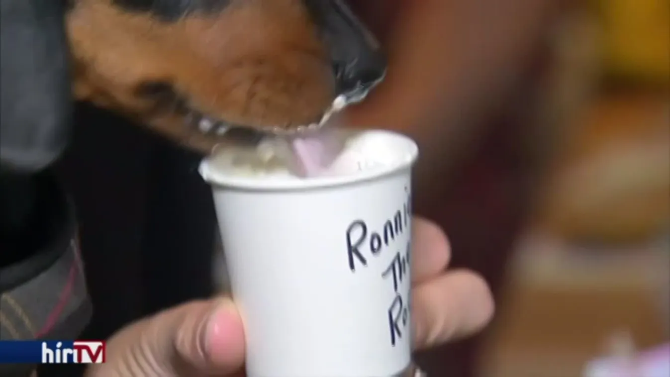 Felfedező – Kutyacsínó