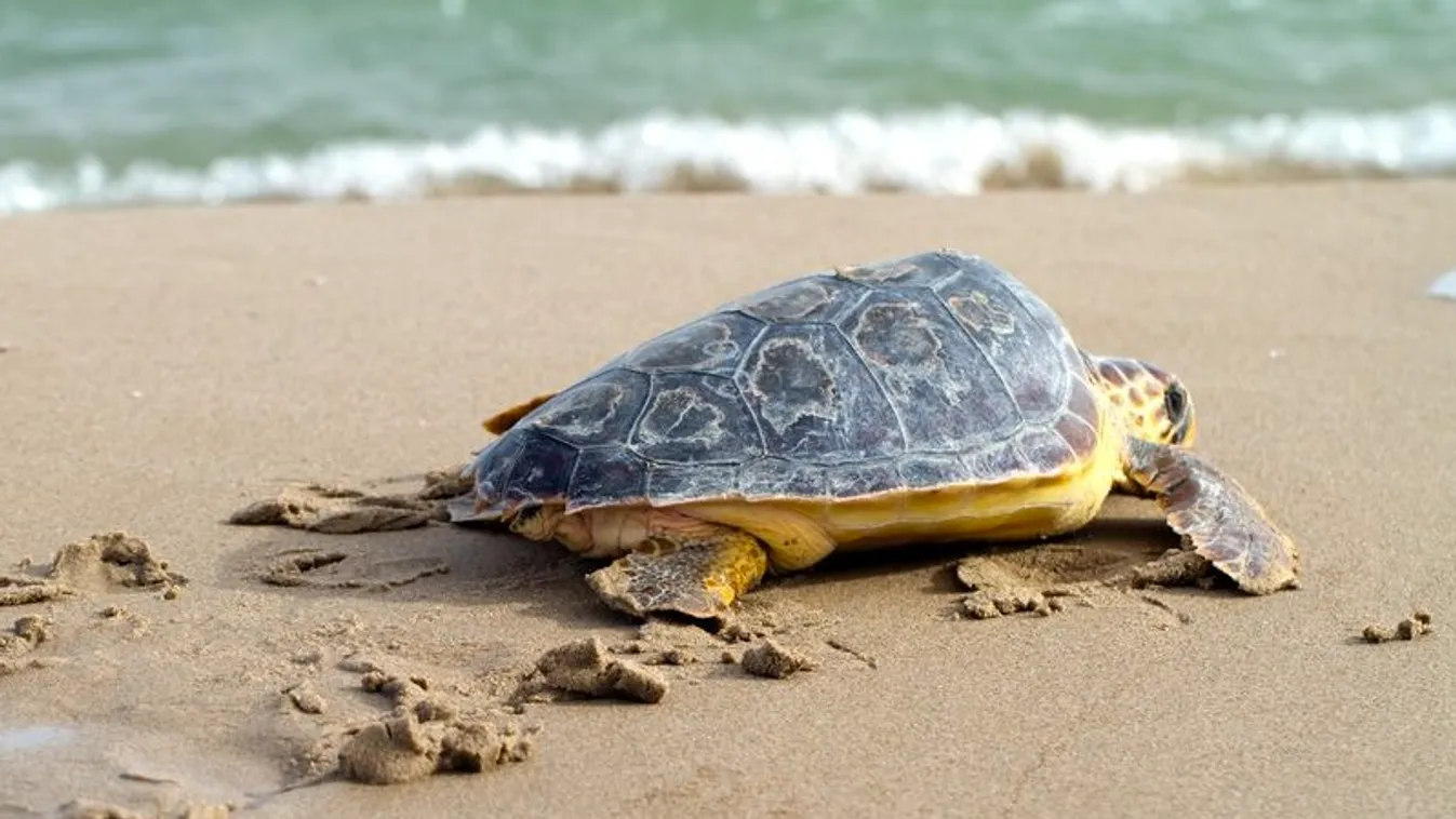 Visszatérnek a szinte teljesen kipusztított teknősfajok