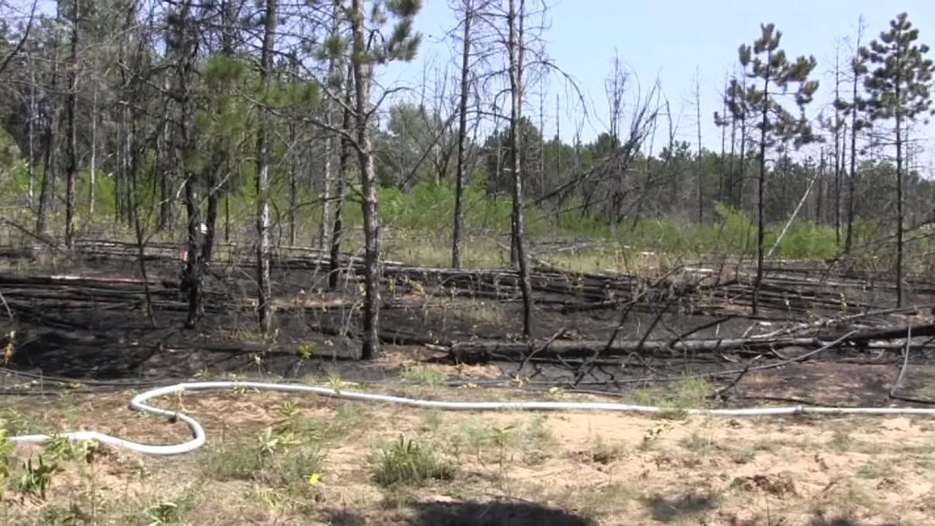 Több hektáron ég az erdő Kiskunhalasnál
