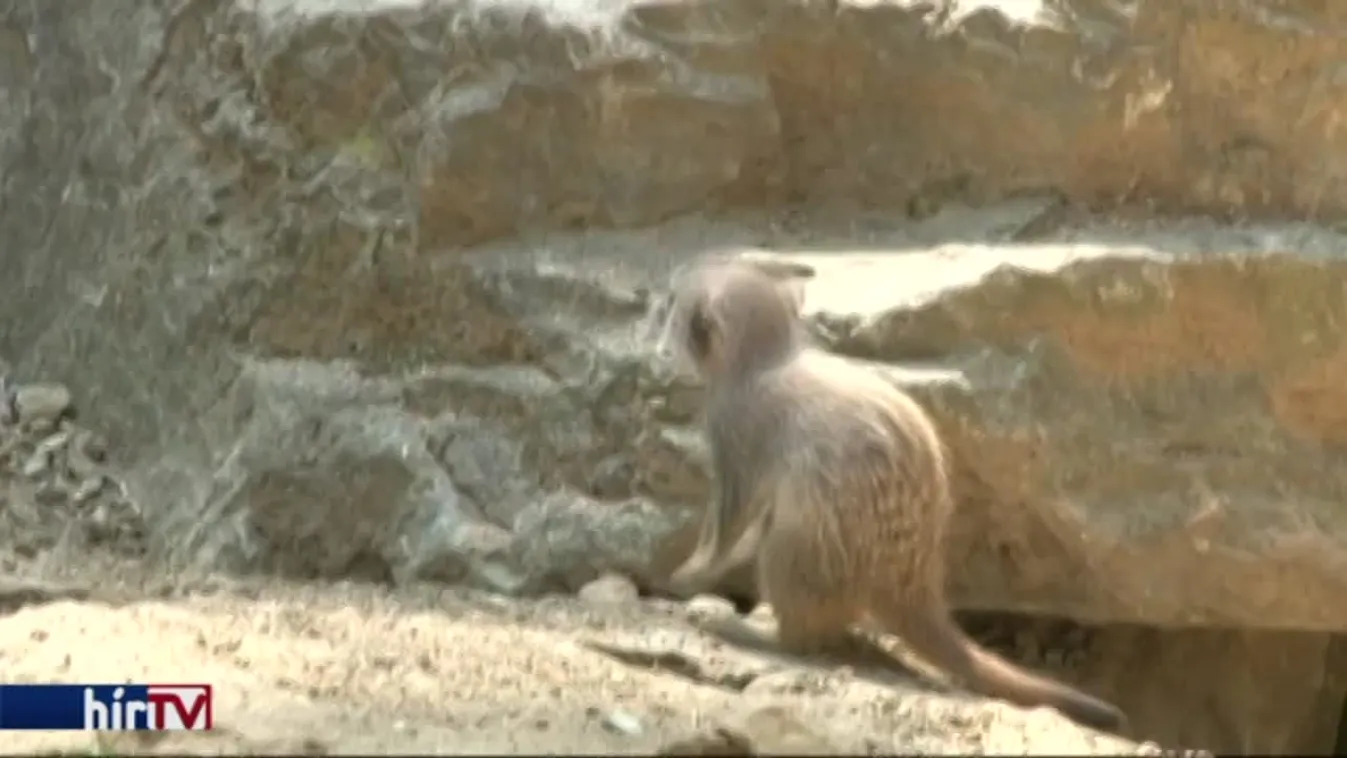 Alig két hete jöttek a felszínre, de már mindenki imádja őket