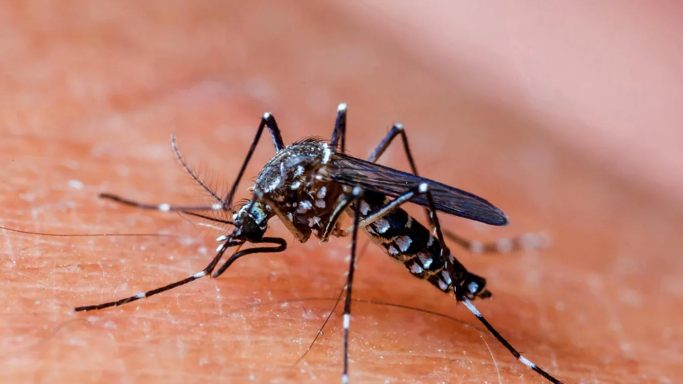 Nyugat-nílusi láz: évi 10-50 esetet regisztrálnak